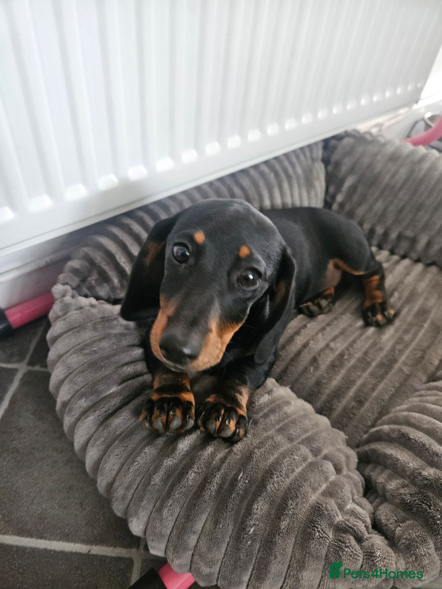 Miniature Dachshund dogs 16wk Old Female Puppy Looking for a Loving Home - Advert 7