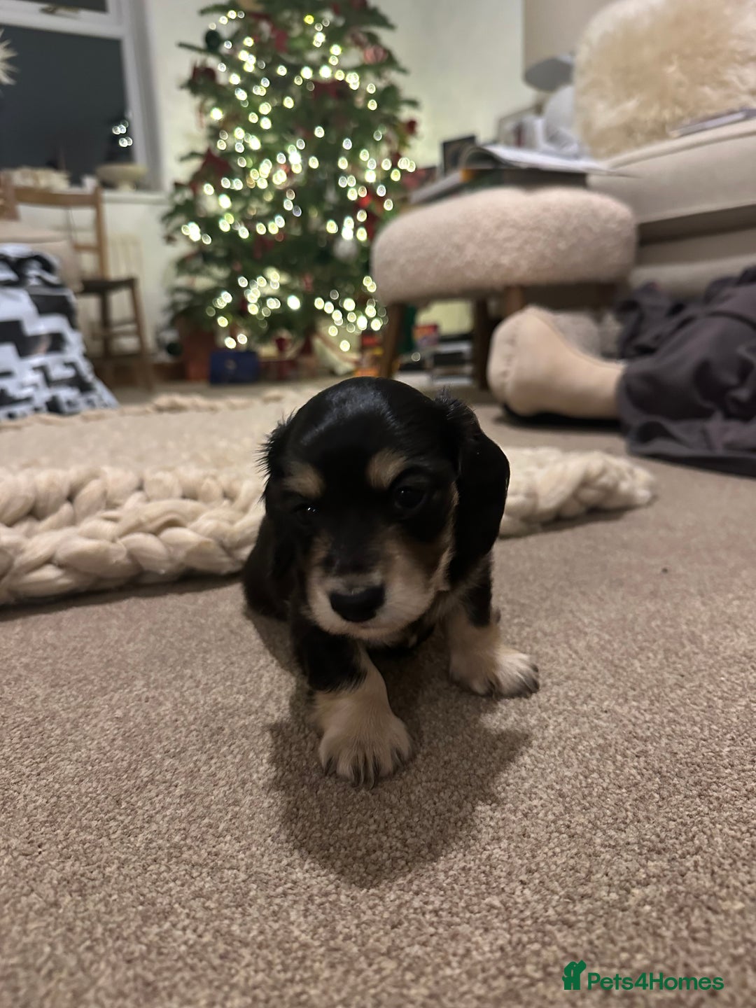 Miniature Dachshund dogs for sale: KC reg Long haired miniature dachshund puppies - Advert 12