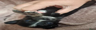 Black and white longhaired