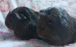 Guinea Pig rodents for sale: Two pairs of female guinea pigs price per set - Image 11