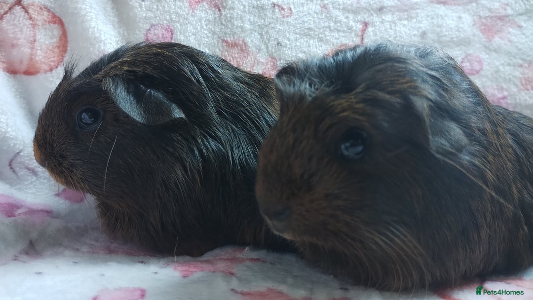 Guinea Pig rodents for sale: Two pairs of female guinea pigs price per set - Image 11