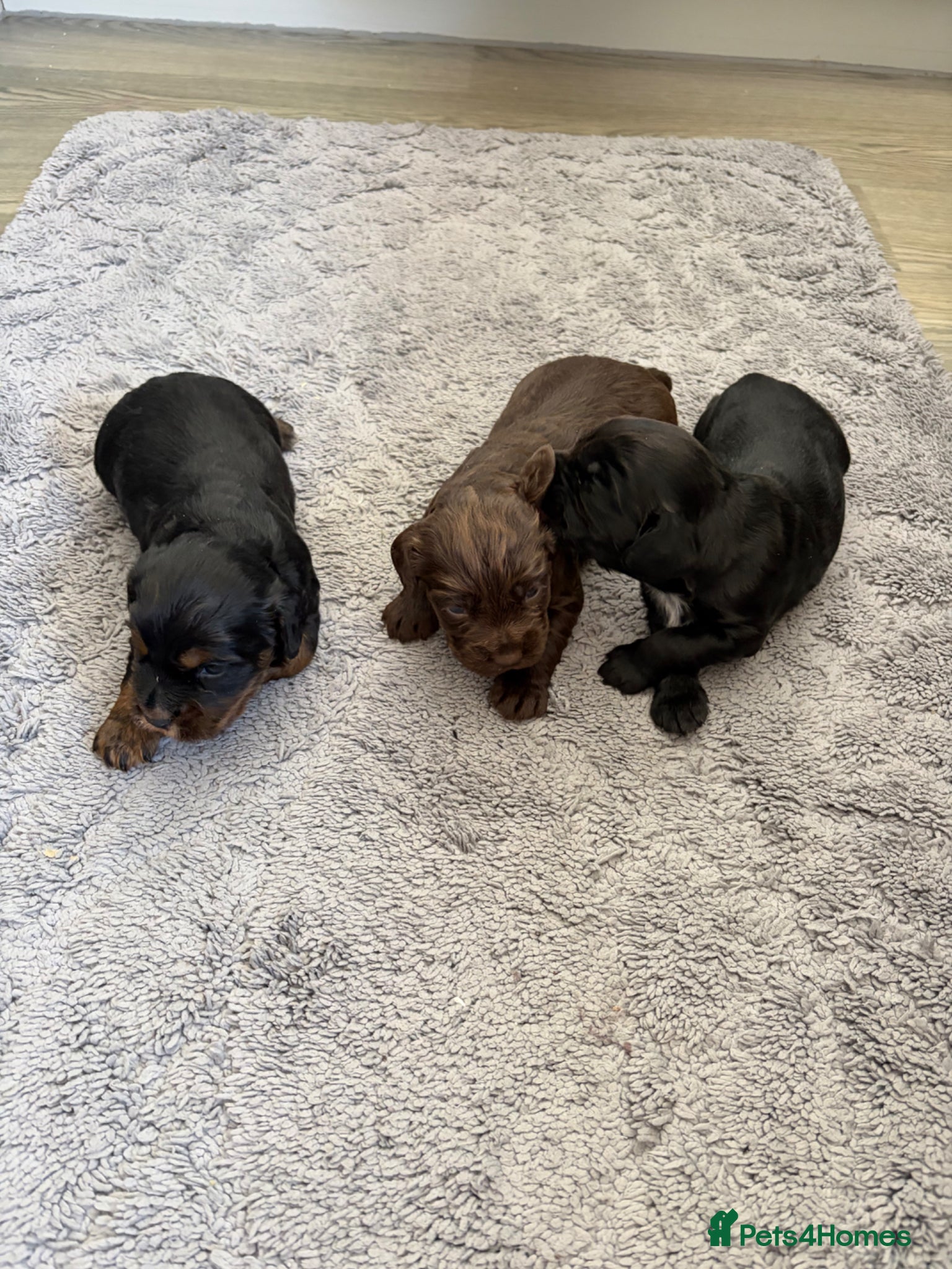 Cocker Spaniel dogs Cocker spaniel puppy’s  - Advert 1