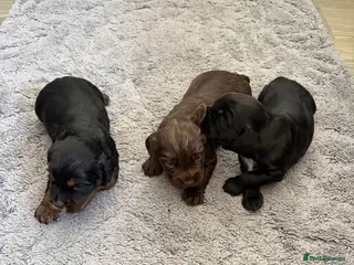 Cocker Spaniel dogs Cocker spaniel puppy’s - Advert 1