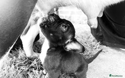 Mixed Breed dogs for sale: French bulldog cross American bulldog  - Image 4