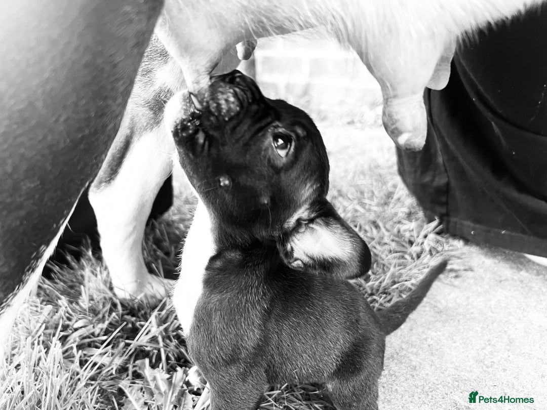 Mixed Breed dogs for sale: French bulldog cross American bulldog  - Image 4