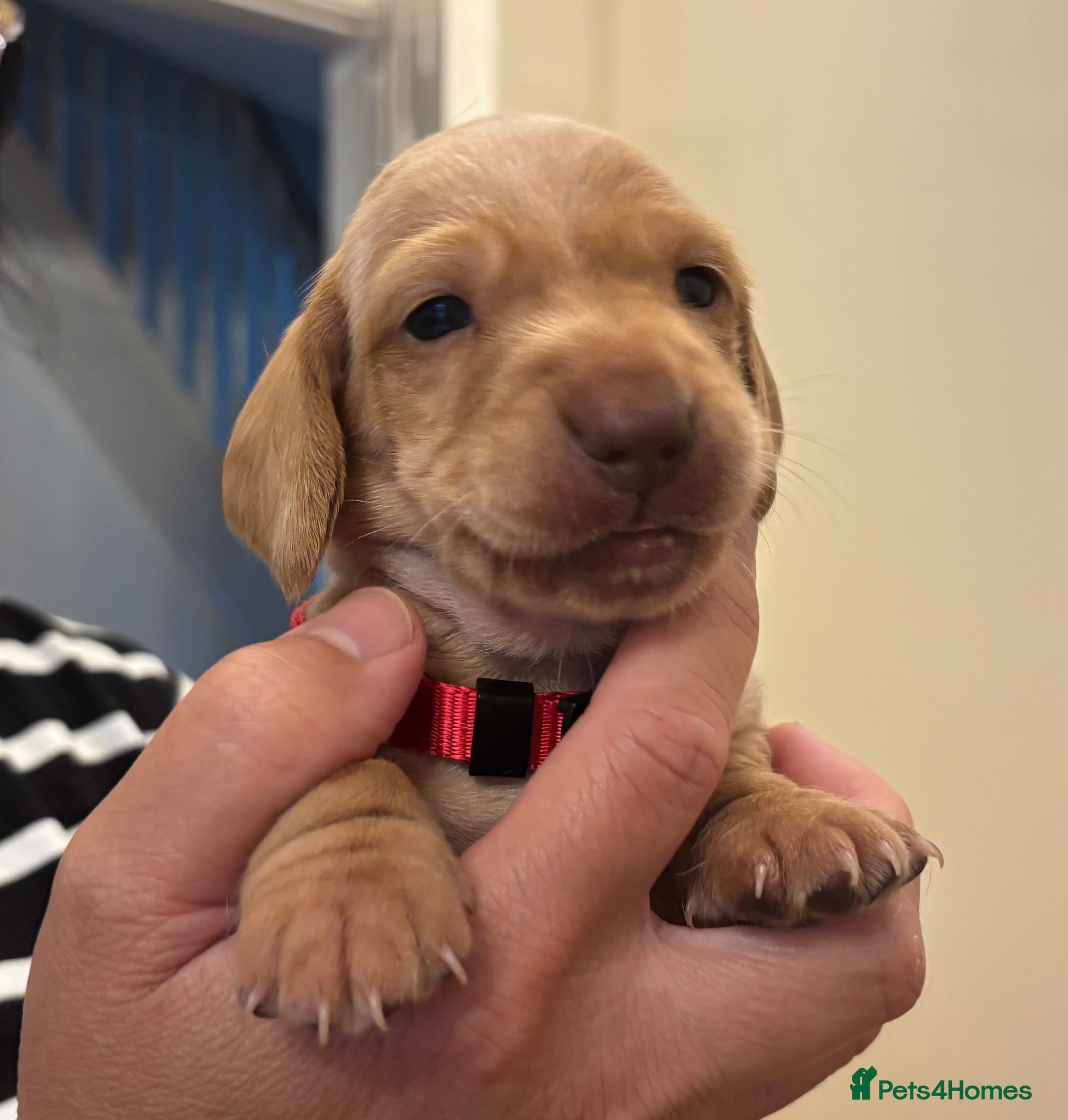 Miniature Dachshund dogs KC reg smooth hair miniature dachshund  - Advert 2