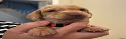 Miniature Dachshund dogs for sale: KC reg smooth hair miniature dachshund  - Advert 11