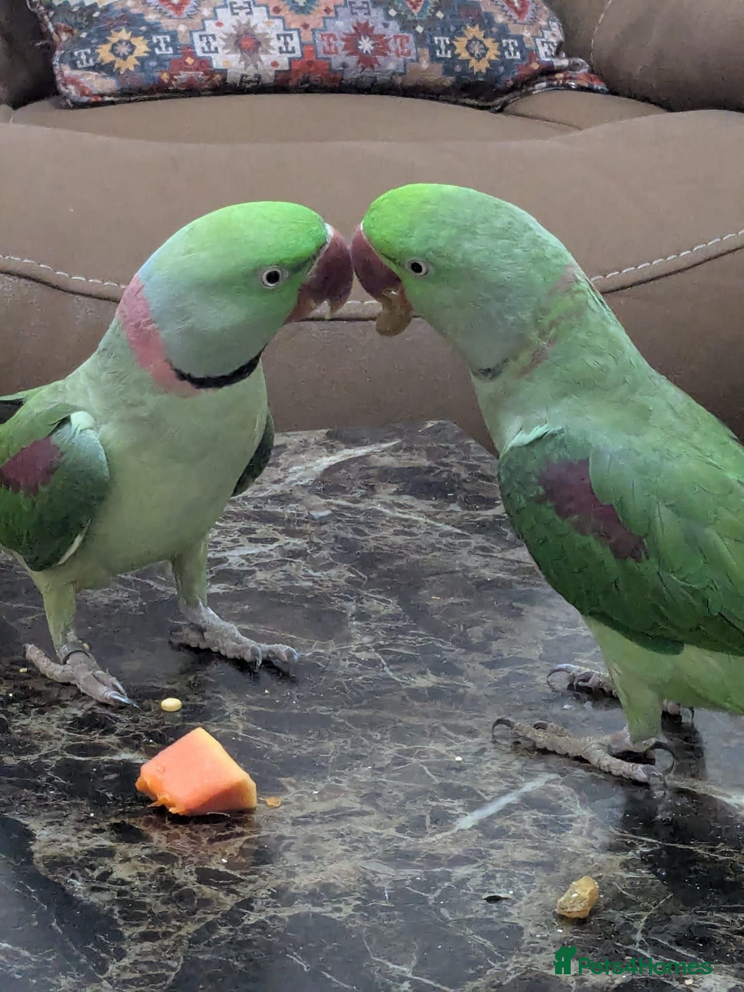 Parrots birds Male and Female Pair Parrot - Advert 1