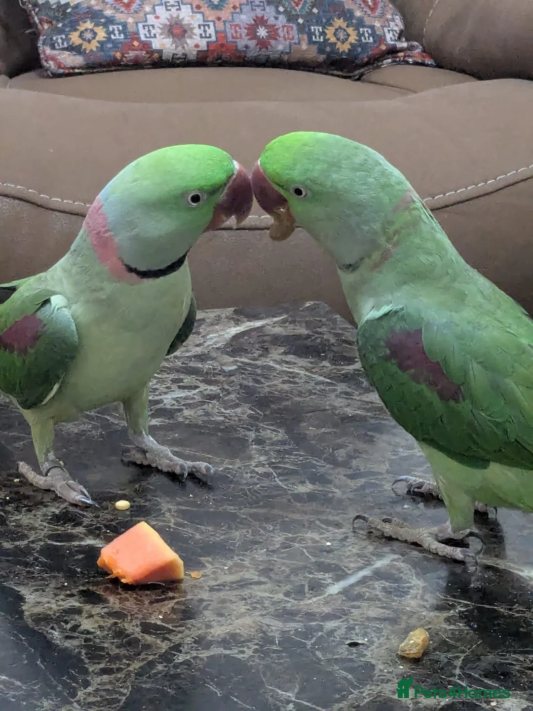 Parrots birds for sale: Male and Female Pair Parrot in Romford - Advert 1
