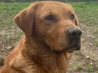 Labrador Retriever dogs KC health tested puppies from FTCH lines - Advert 1