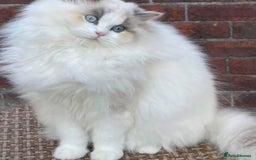 Ragdoll cats for sale: Beautiful Amira Gccf andTica Active  - Advert 1