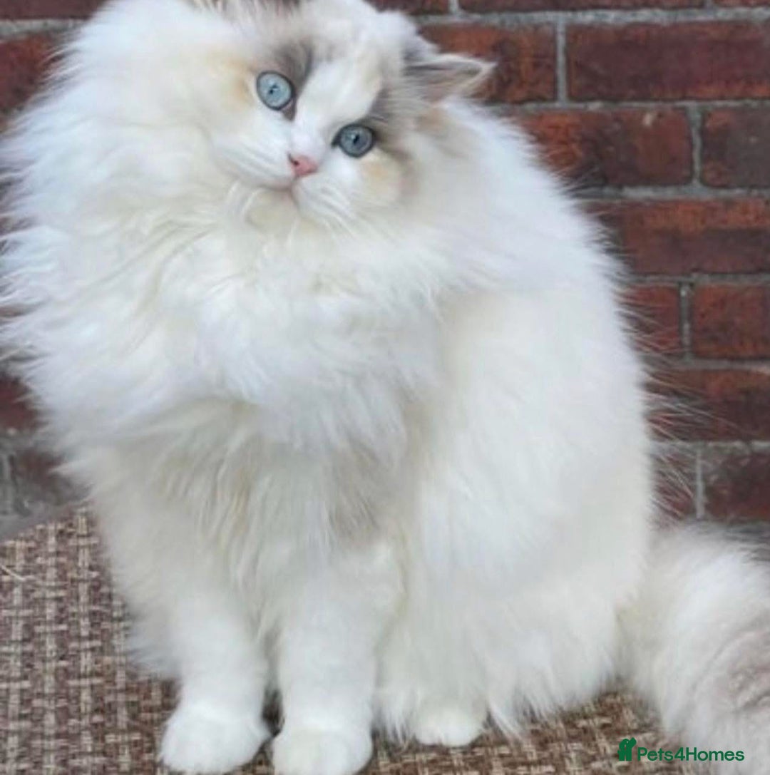 Ragdoll cats for sale: Beautiful Amira Gccf andTica Active  - Advert 1