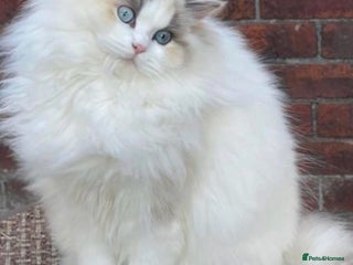 Ragdoll cats - Advert 2