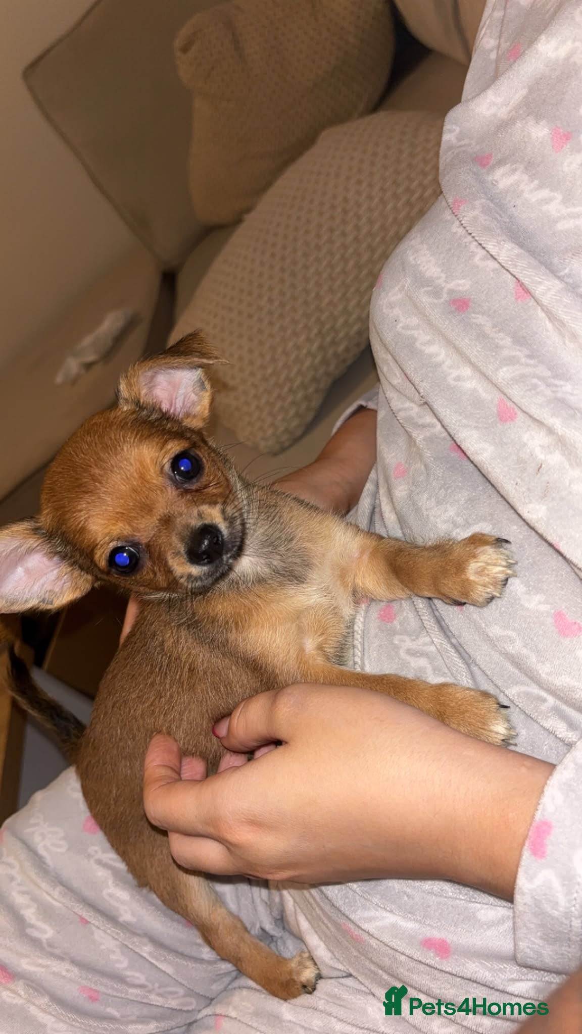 Chihuahua dogs Beautiful Chihuahua Puppies - Advert 1