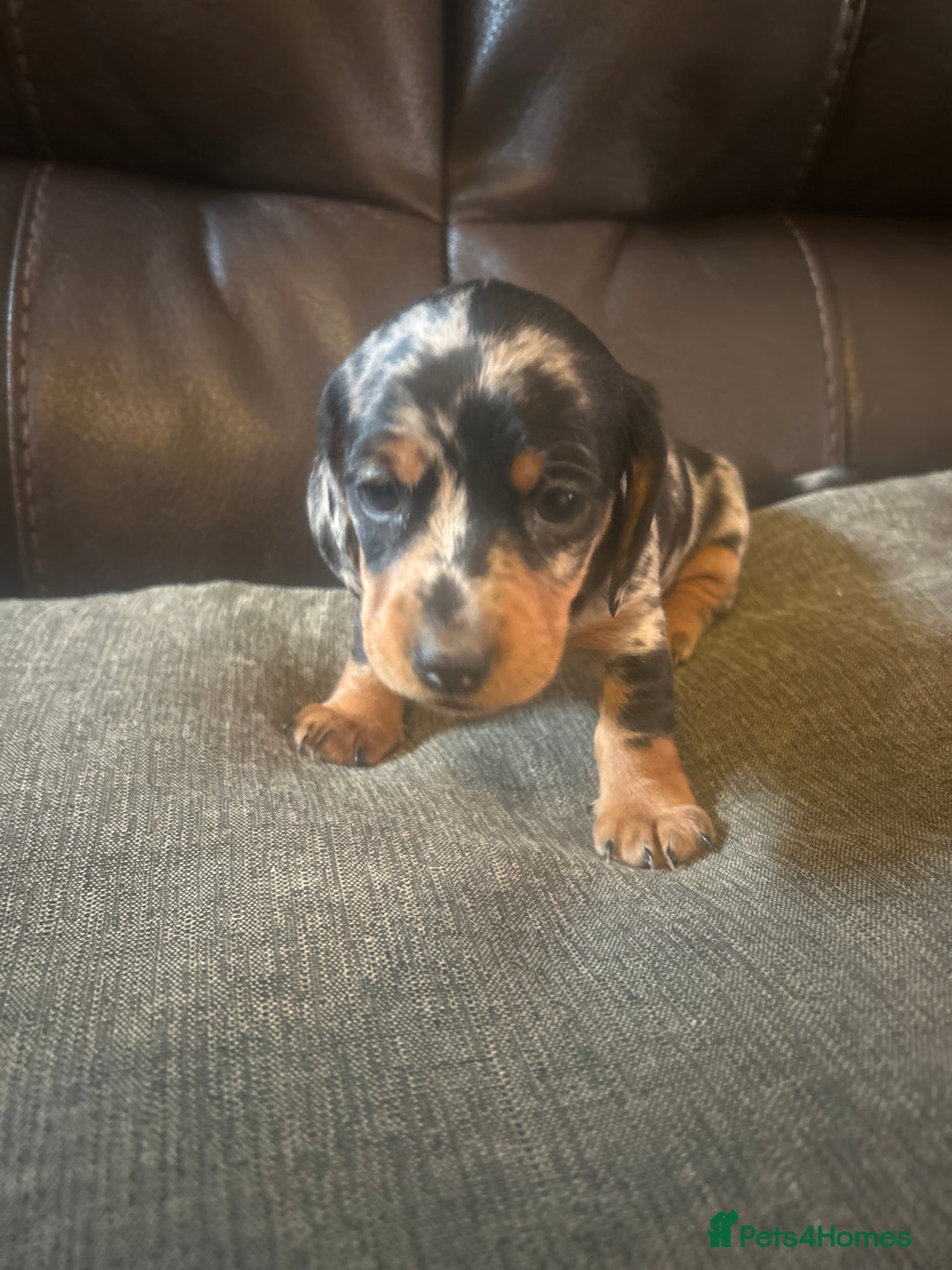Miniature Dachshund dogs for sale: miniature dash hounds - Advert 20