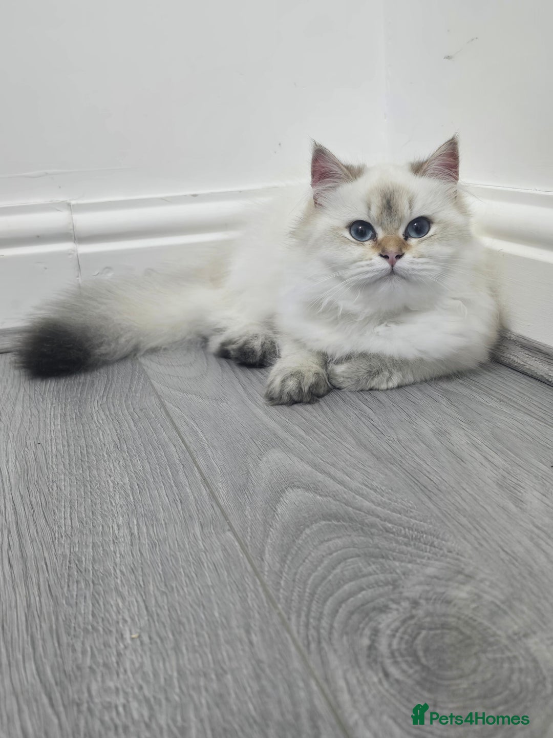 British Longhair cats for sale: Stunning Colour Point Girl - Advert 12