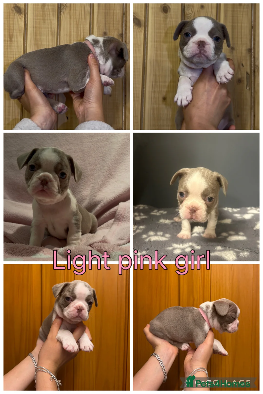 French Bulldog dogs for sale: 6x KC registered French Bulldogs - Advert 11