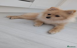 Pomeranian dogs for sale: Pomeranian 6 months old cute puppy  - Image 7