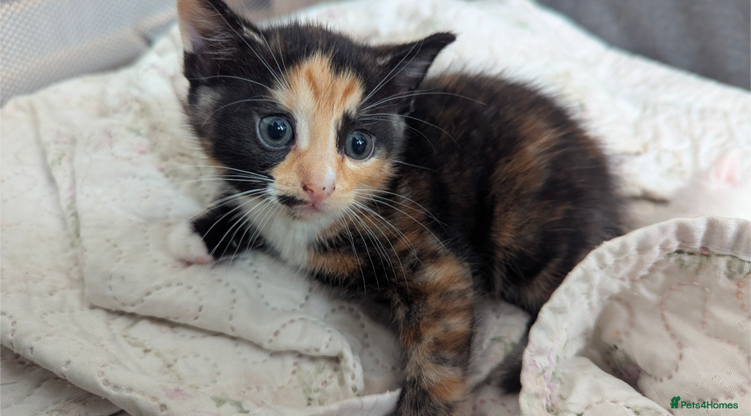 Mixed Breed cats for sale: White male kitten and 2 female kittens - Image 11