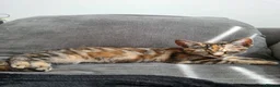 Mixed Breed cats for sale: Bella 1 years old - Advert 2