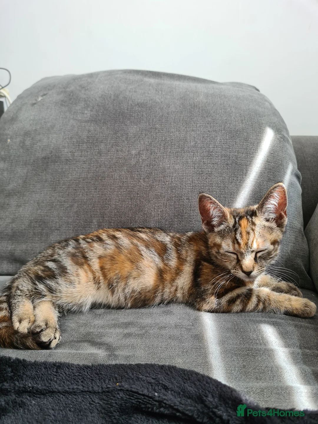 Mixed Breed cats for sale: Bella 1 years old - Advert 2