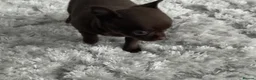 Chihuahua dogs for sale: Beautiful chocolate smooth coat chihuahua  in Middlesbrough - Advert 6