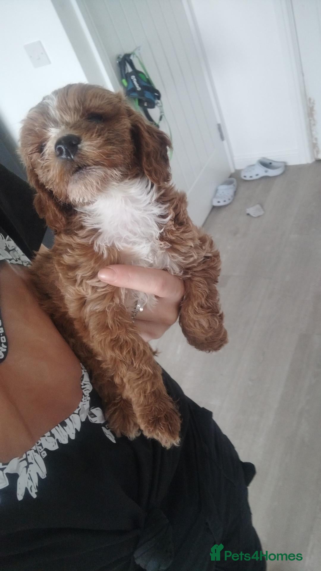 Cockapoo dogs Beautiful fur ball puppies 🐶  - Advert 3