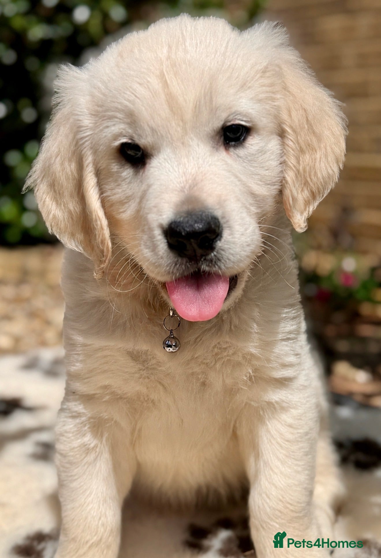 Golden Retriever dogs Stunning Goldens-Parents are School Wellbeing dogs - Advert 1