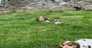 Cocker Spaniel dogs - Advert 11