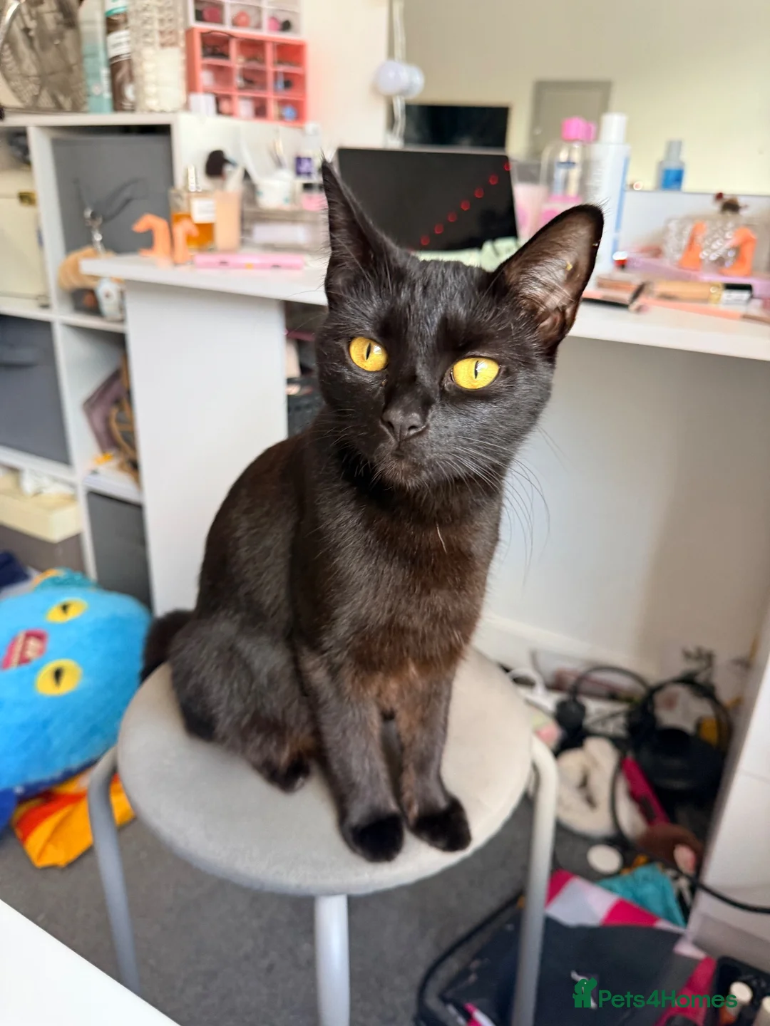 Mixed Breed cats for sale: Male tuxedo  - Advert 1