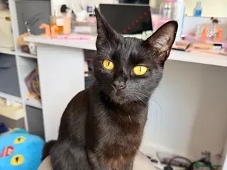 Mixed Breed cats Male tuxedo - Advert 1