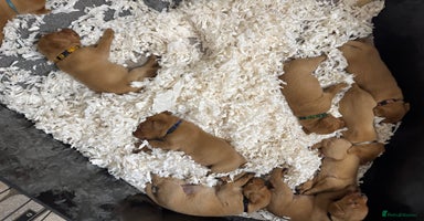 Labrador Retriever dogs - Advert 11