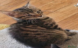 British Shorthair cats for sale: 4 beautiful kittens  - Image 9