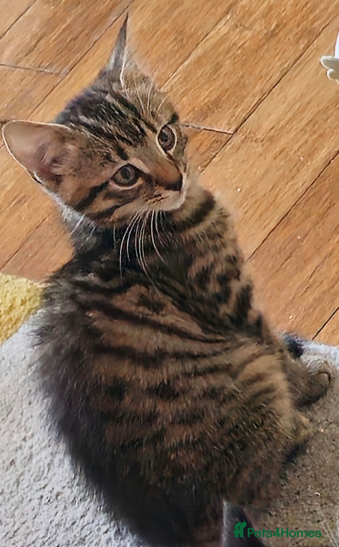 British Shorthair cats for sale: 4 beautiful kittens  - Image 9