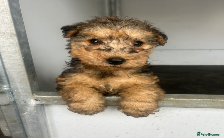 Lakeland Terrier dogs - Advert 1