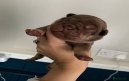Mixed Breed dogs for sale: CHOCOLATE AND TAN ENGLISH x FRENCHIE - Image 4