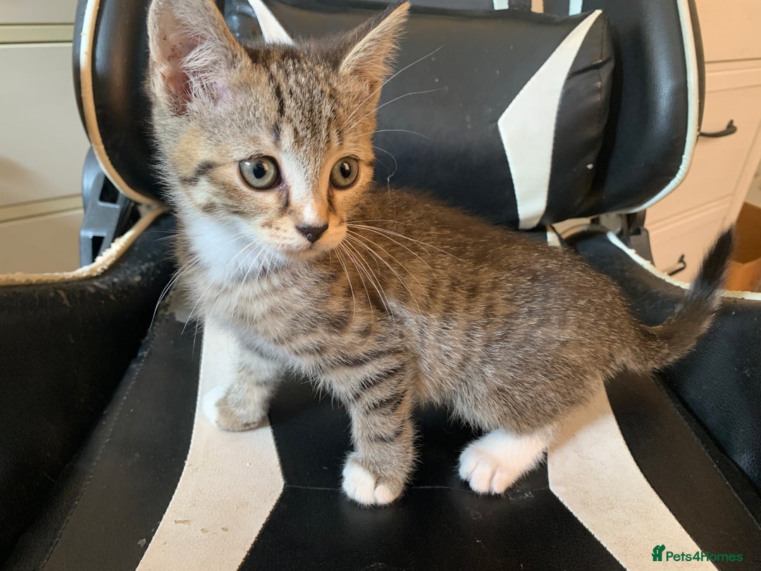 Mixed Breed cats for sale: Tuxy & Stripy - two gorgeous boys for sale - Image 14