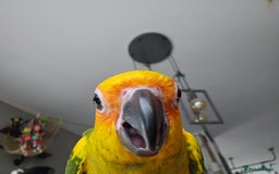 Conures birds for sale: Very sweet tame sun conure  - Image 3