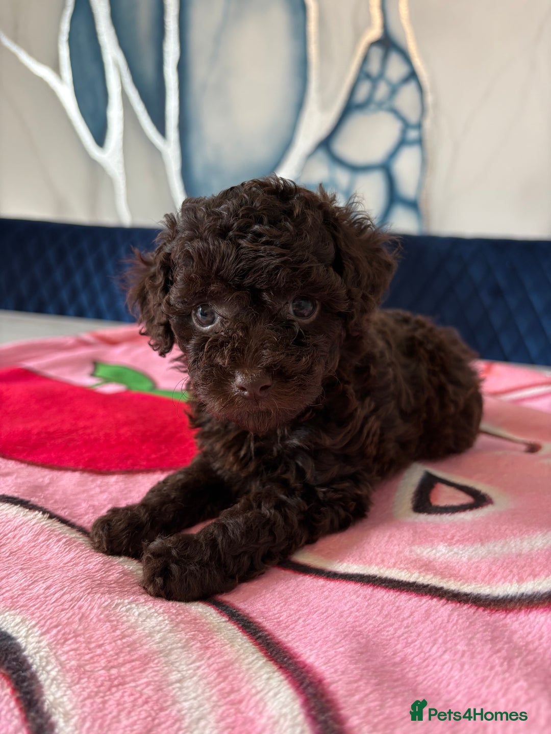 Toy Poodle dogs for sale: 1 Male & 1 Female Toy Poodle - Image 13