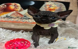 Sphynx cats for sale: Sphynx kittens✨ - Image 3