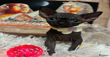 Sphynx cats - Advert 15