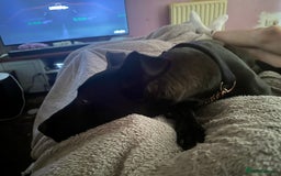 Mixed Breed dogs for sale: Kensi malinois cross Staffordshire bull terrior - Image 3
