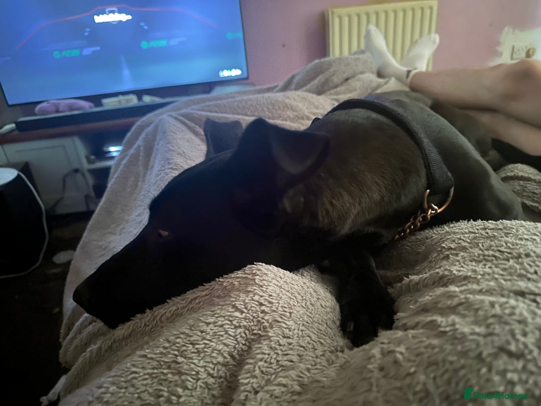 Mixed Breed dogs for sale: Kensi malinois cross Staffordshire bull terrior - Image 3
