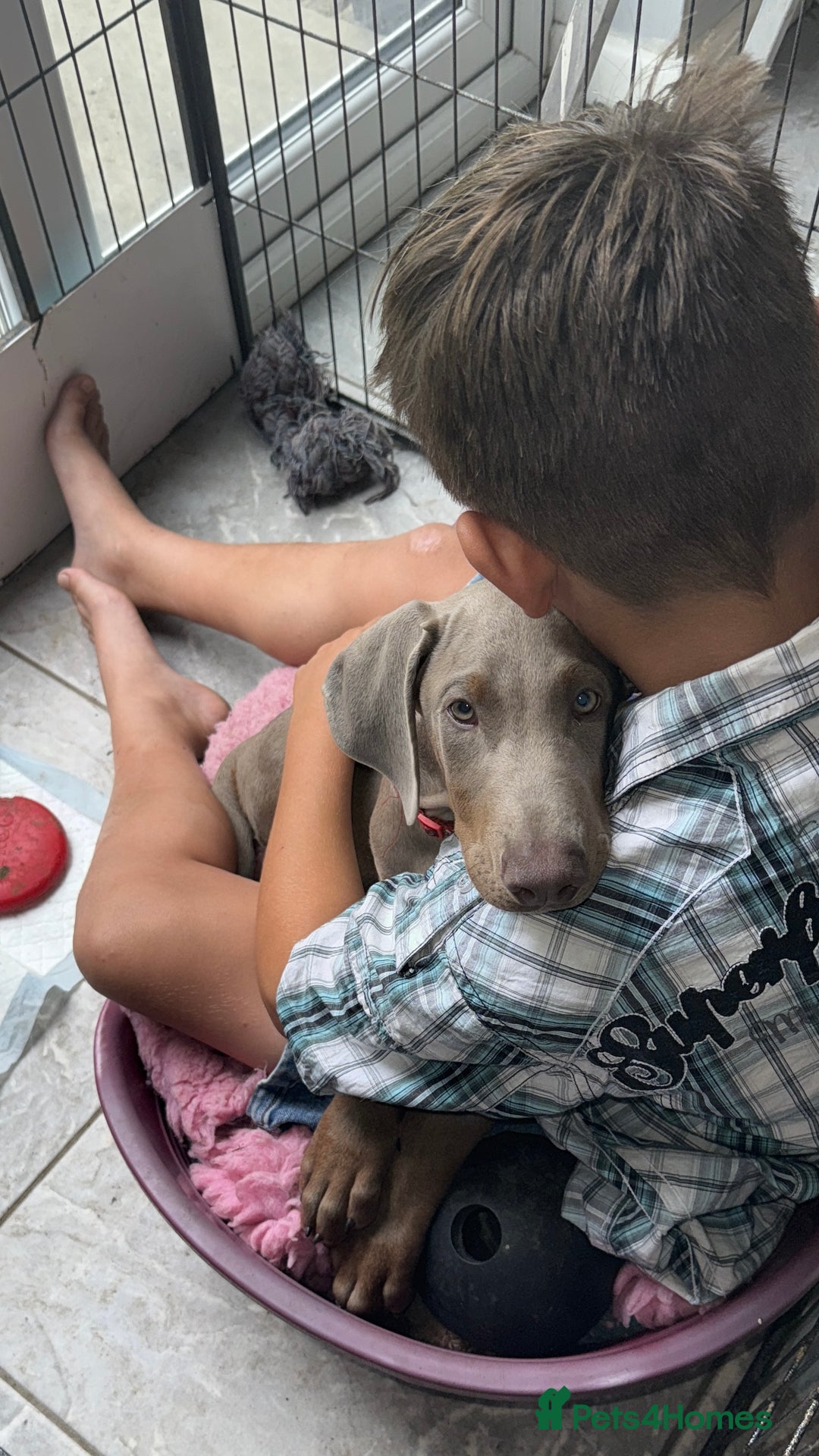 Dobermann dogs for sale: Dobermann puppy 5* licensed breeder  - Image 5
