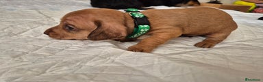 Dachshund Puppy 3