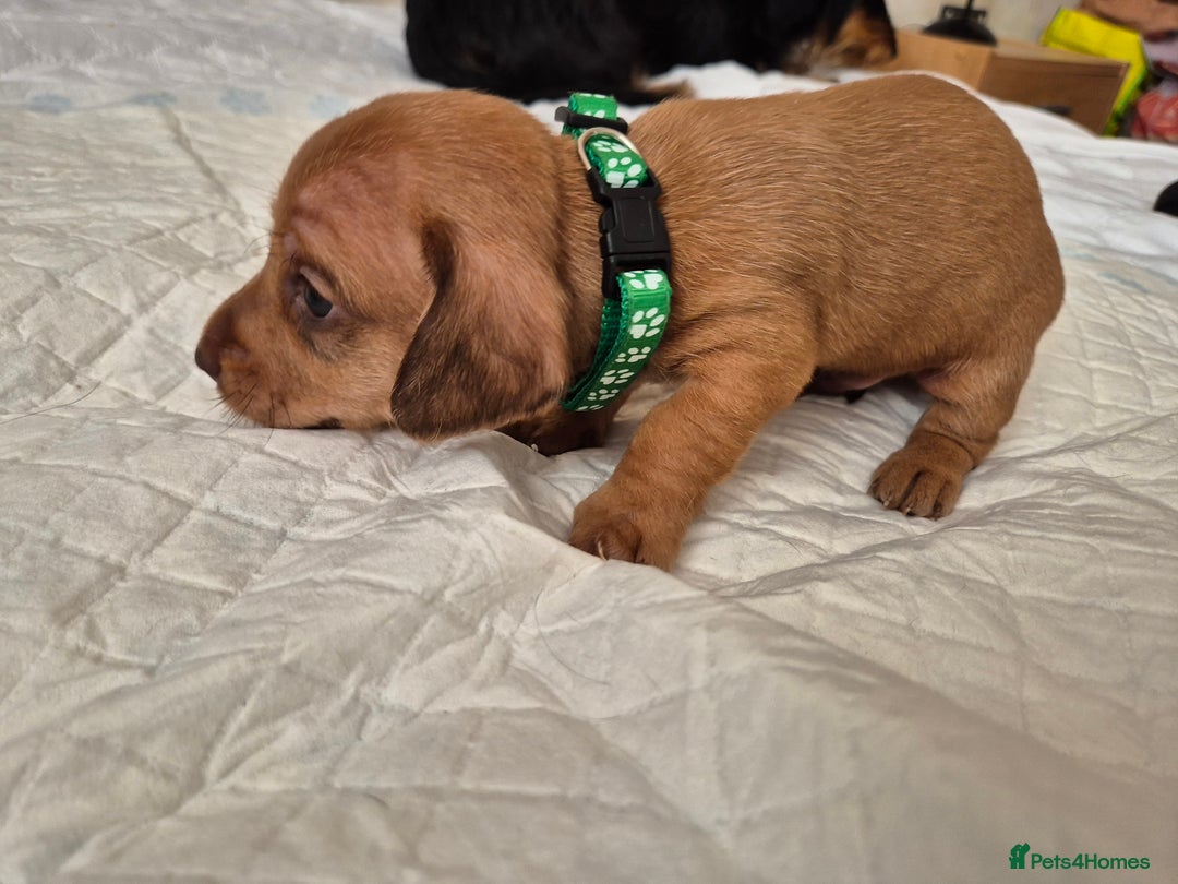 Dachshund dogs for sale: Smooth Haired Dachshund puppies - Advert 12