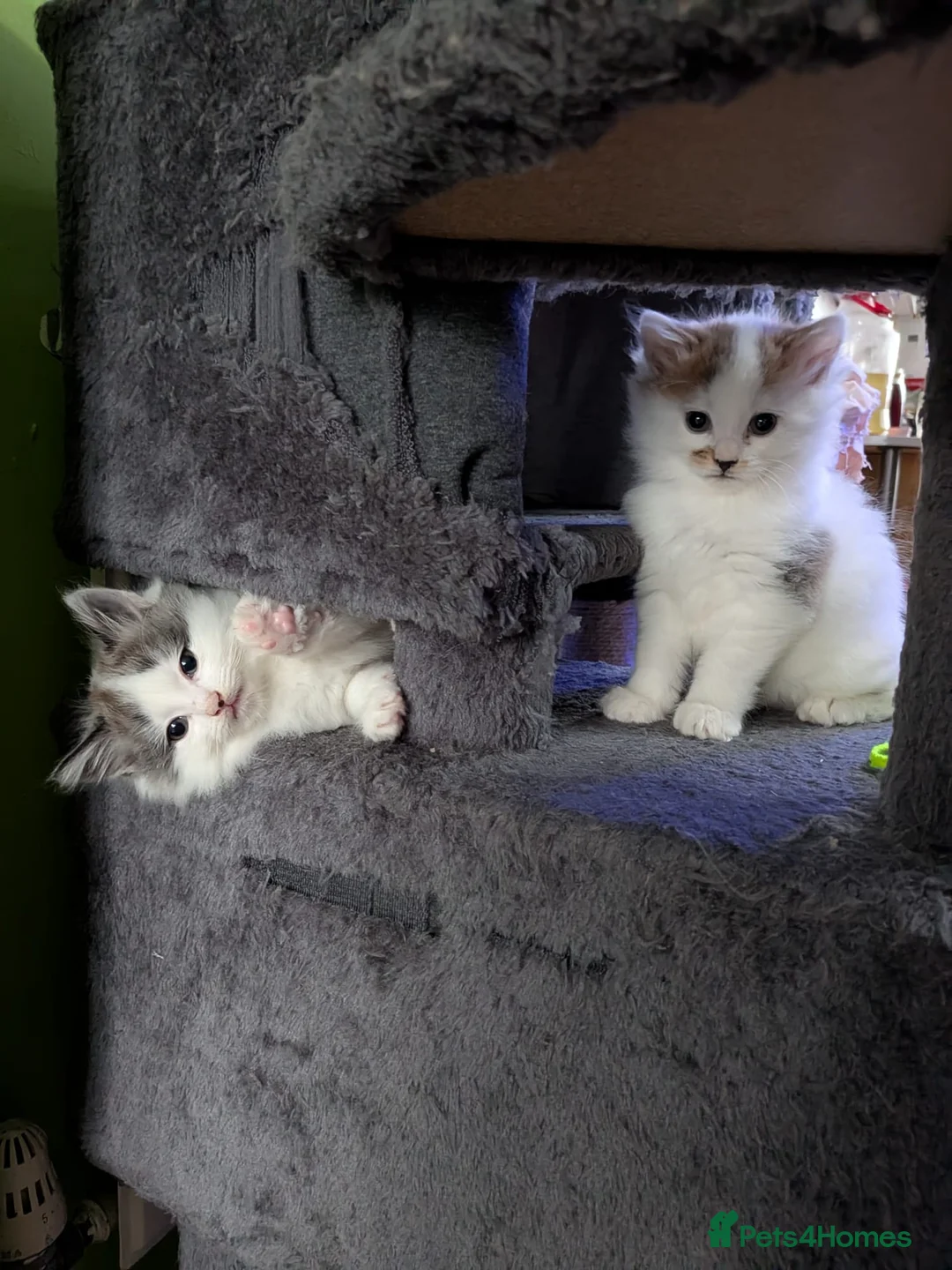 Siberian cats for sale: Siberian crossed kittens  - Advert 2