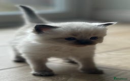 Ragdoll cats for sale: Ragdoll kittens for sale  - Image 1