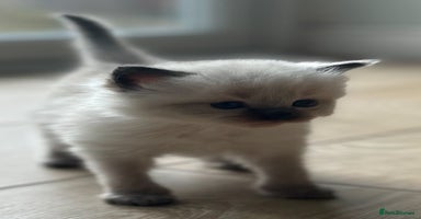 Ragdoll cats - Advert 8