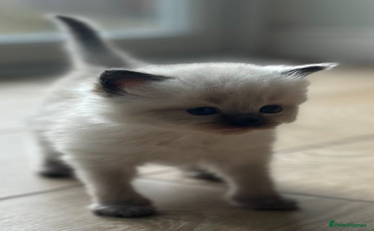 Ragdoll cats - Advert 3